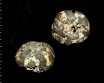 Etheridgea sp.