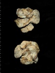 Polyscyphia sp.