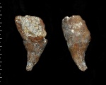 Sporadoscinia decheni