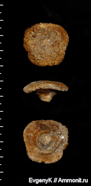губки, Саратов, Саратовская область, сантон, Contubernium, Contubernium ochevi, Santonian