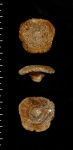 Contubernium ochevi - эндемик губковой фауны Саратовской области