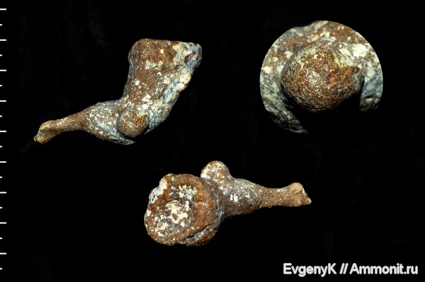 губки, Саратов, Саратовская область, сантон, Sororistirps, Sororistirps radiatum, Santonian