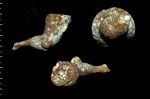 Sororistirps radiatum