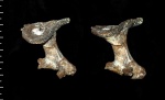 Rhizopoterion santonicum