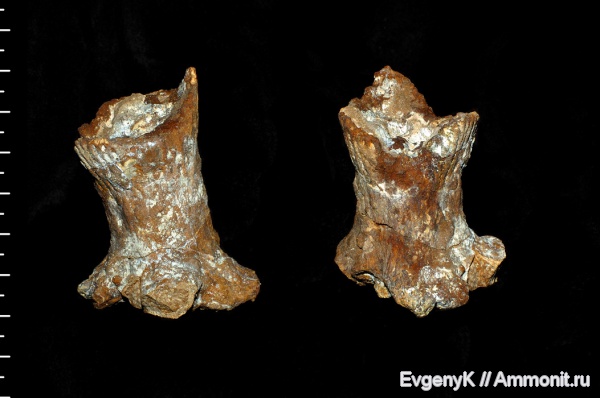губки, Саратов, Саратовская область, сантон, Sororistirps, Sororistirps radiatum, Santonian
