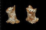 Sororistirps radiatum