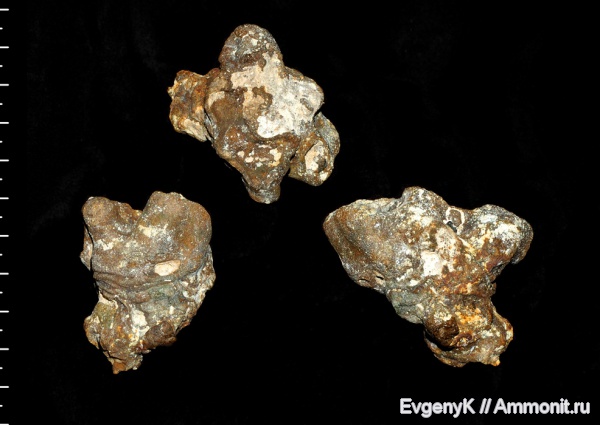 губки, Саратов, Саратовская область, сантон, Leptophragma, Santonian