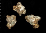 Leptophragma sp. - обрастание паразитов