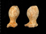 Jerea pyriformis