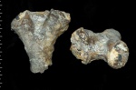 Zittelispongia sp. - междоузлие с гребнем