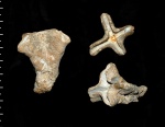 Guettardiscyphia roemeri
