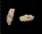 Peronidella sp. - с обрастателями