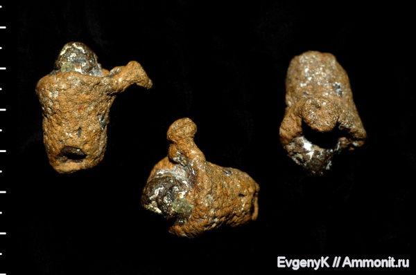 губки, Саратов, Саратовская область, сантон, Napaeana, Santonian