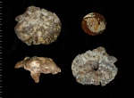 Troegerella sp. - прижизненная деформация