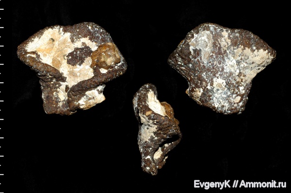 губки, Саратов, Саратовская область, Ventriculites, сантон, Santonian