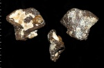 Ventriculites sp. - редкая форма губки