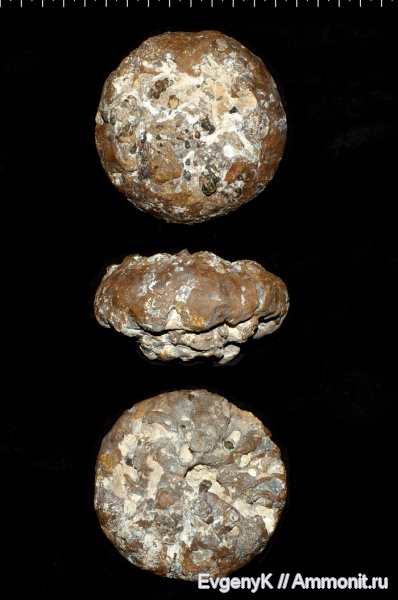 губки, Саратов, Саратовская область, сантон, Myrmecioptychium, Myrmecioptychium solidus, Santonian