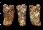 Schizorabdus sp.