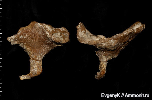 губки, Саратов, Саратовская область, сантон, Lepidospongia, Lepidospongia rugosa, Santonian