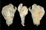 Napaeana plicatopunctata