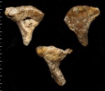 Lepidospongia sp. с апертурным отверстием