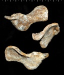 Sestrocladia sp.