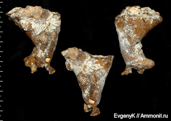 губки, Саратов, Саратовская область, сантон, Napaeana, Napaeana absoluta, Santonian