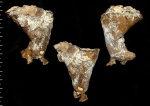 Napaeana absoluta