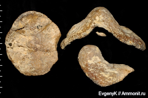 губки, Саратов, Саратовская область, сантон, Lepidospongia, неописанный вид, Santonian