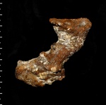 Sororistirps radiatum - ювенильная форма
