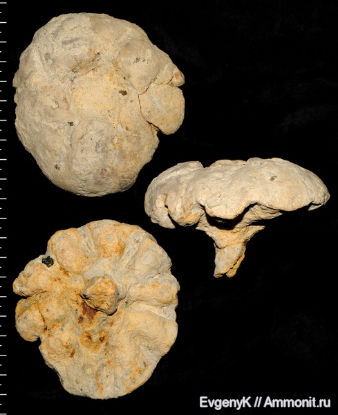 губки, Саратов, Саратовская область, Coeloptychium, сантон, неописанный вид, Santonian