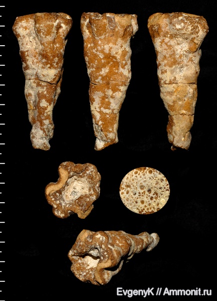 губки, Саратов, Саратовская область, сантон, Cavifavosa, неописанный вид, Santonian