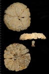 Coeloptychium subagaricoides