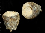 Cephalites (Cephalites) dubius