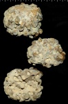 Labyrintolites sp.