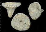 Ventriculites ocreaceus