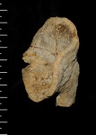 Sestrocladia sp. + 3D-анимация