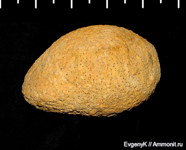 карбон, губки, 3D-изображения, Pemmatites, Pemmatites macroporus