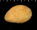 Pemmatites macroporus 3D