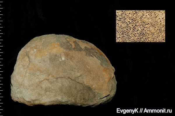 карбон, губки, Chaetetes, Chaetetes radians, Саратов, Саратовская область, 3D-изображения