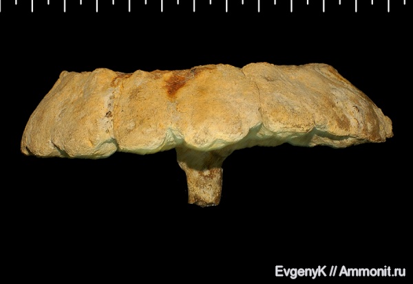 губки, Саратов, Саратовская область, 3D-изображения, Coeloptychium, сантон, Coeloptychium agaricoides, Santonian