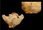 Leptophragma murchisoni 3D