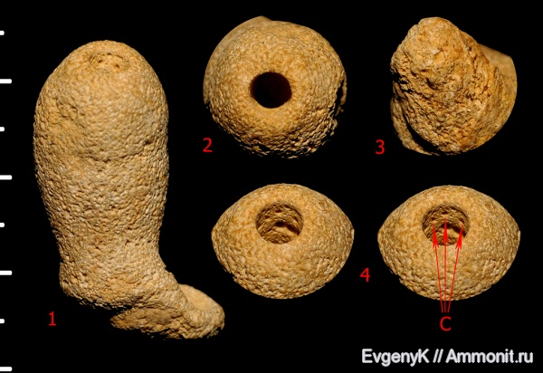 губки, Крым, валанжин, 3D-изображения, Leuconia, Valanginian