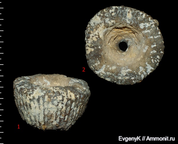 губки, Саратов, Саратовская область, 3D-изображения, сантон, Cephalites, Cephalites compresus, Santonian