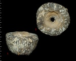 Cephalites (Cephalites) compresus 3D