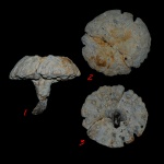 Coeloptychium tenuialtus + 3D модель