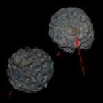Plocoscyphia ovale + 3D модель