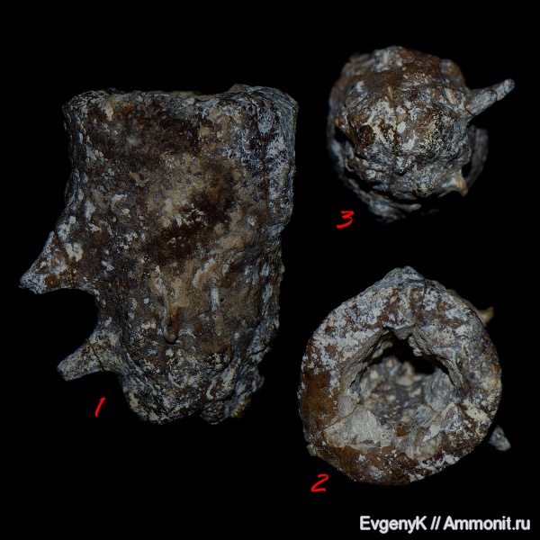 губки, Саратов, Саратовская область, 3D-изображения, сантон, Microblastium, Microblastium spinosum, Santonian
