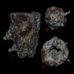 Microblastium spinosum + 3D модель