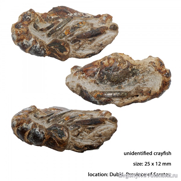 раки, Mecochiridae, Glypheidea, crayfishes